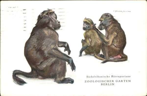 Zoo Südafrikanische Bärenpaviane Berlin
