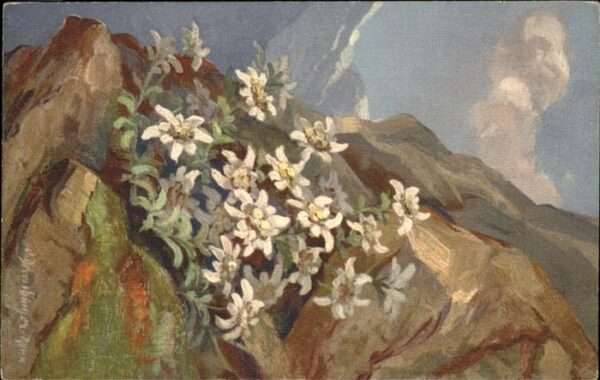 Edelweiss