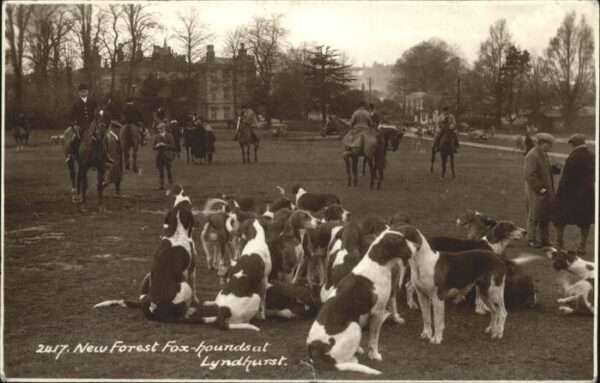 Hunde New Forest Fox Hounds Lyndhurst
