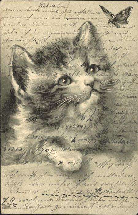 Katzen Schmetterling