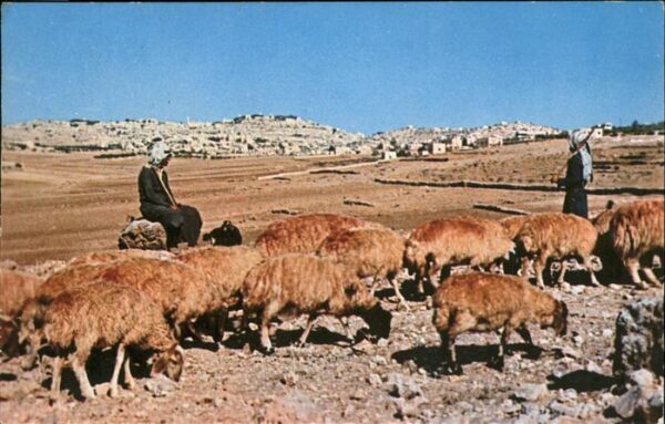 Hirte Schafe Bethlehem Jordan