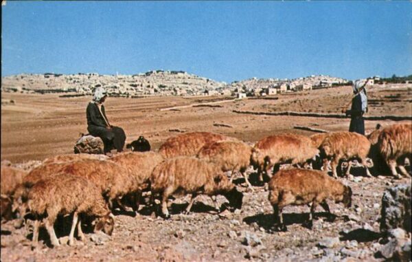 Hirte Schafe Bethlehem Jordan