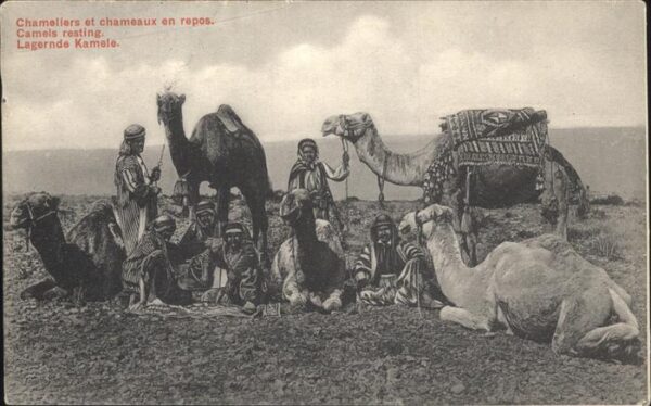 Kamel  Camel Chameau
