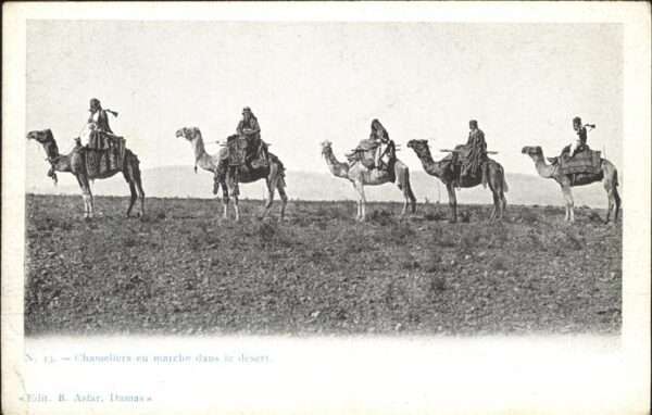 Kamel  Camel Chameau