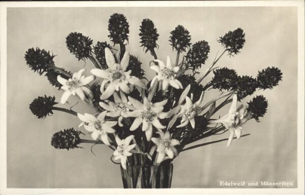 Edelweiss Männertreu