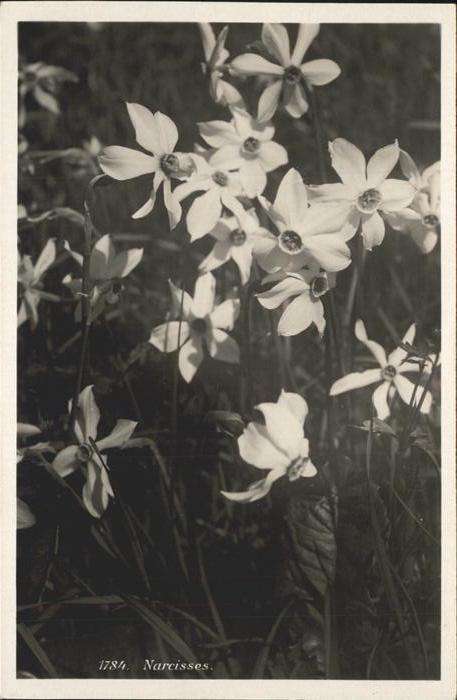 Verlag Phototypie Nr. 1784 Narcisses