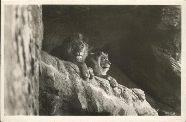 Hagenbeck Löwen Stellingen