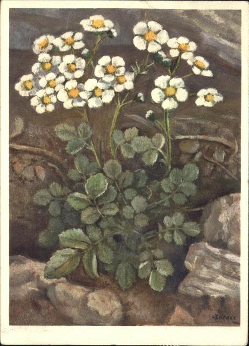 Blumen Felsen Fingerkraut