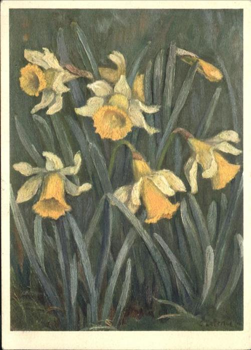 Blumen Gelbe Narzisse