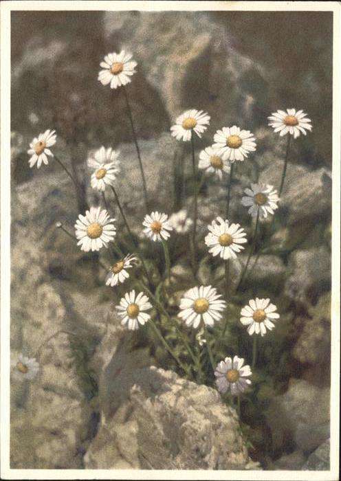 Blumen Alpenmassliebchen