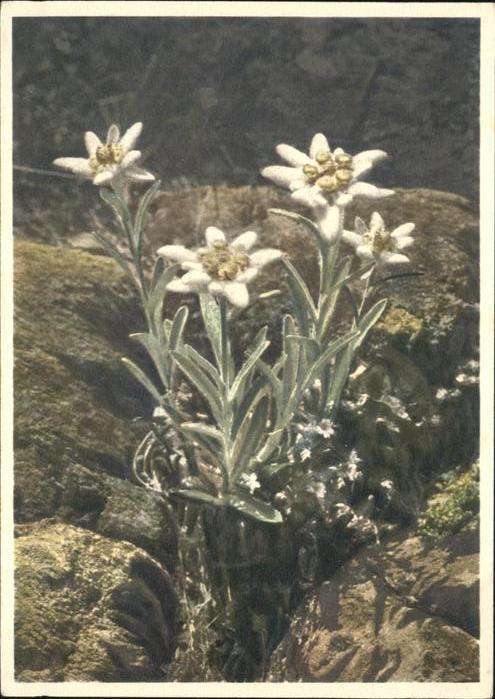 Edelweiss