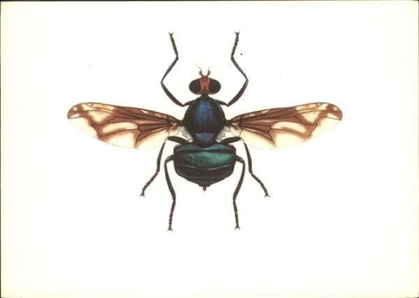Insekten