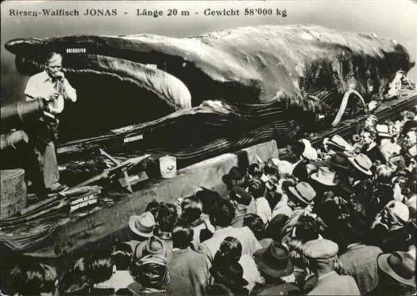 Wal Jonas