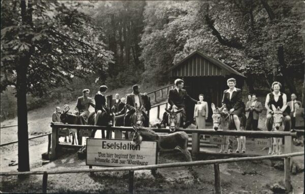 Esel Tiere Elsenach Eselstation