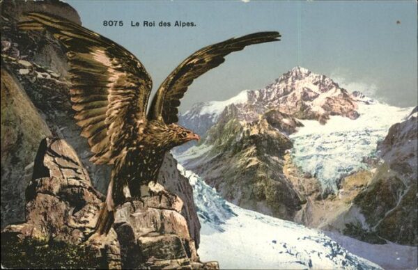 Verlag Phototypie Nr. 8075 Adler