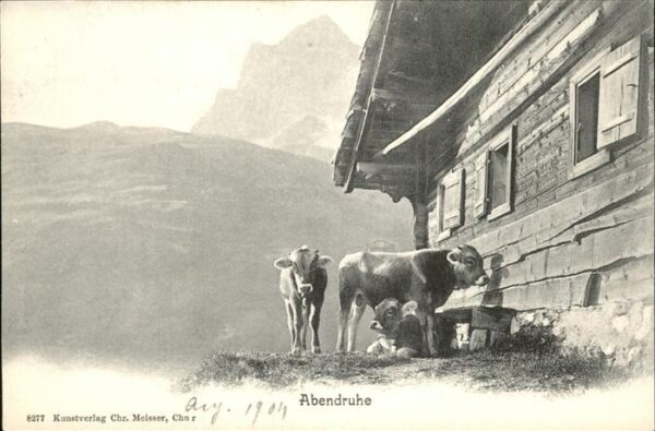 Kuehe Abendruhe