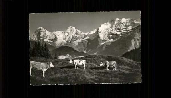 Kuehe Mürren Winteregg
