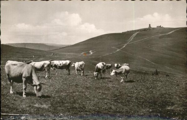Kuehe Feldberg Schwarzwald