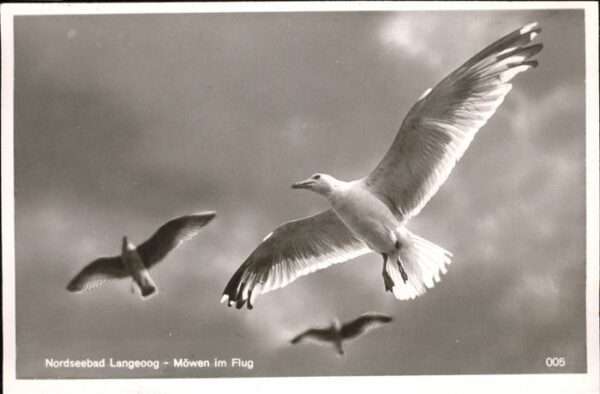 Voegel Möwen Langeoog
