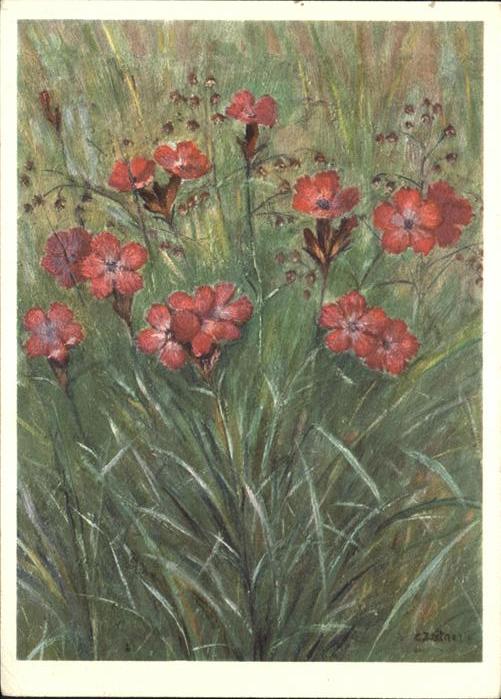 Blumen Karthäuser Nelke