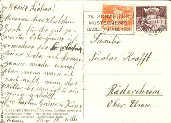 Blumen Karthäuser Nelke – Bild 2