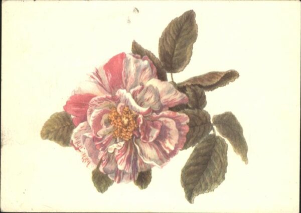 Rose Emanuel Steiner