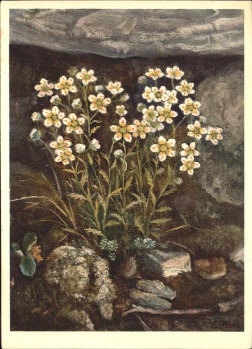 Blumen Künstlerkarte