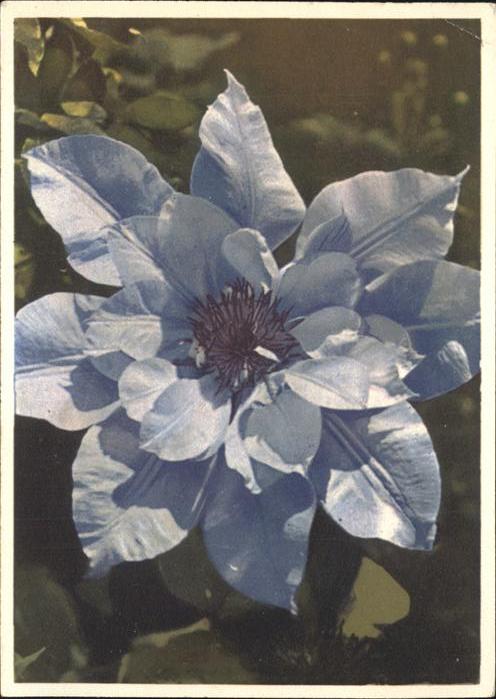 Blumen Clematis