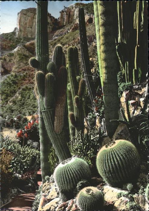 Kakteen Jardin exotique Monaco