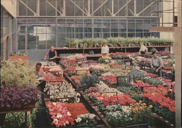 Pflanzen Topfplanzen Aalsmeer Holland