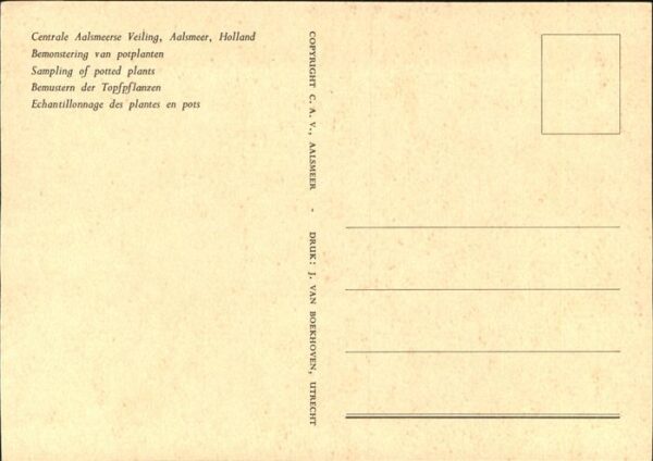 Pflanzen Topfplanzen Aalsmeer Holland – Bild 2