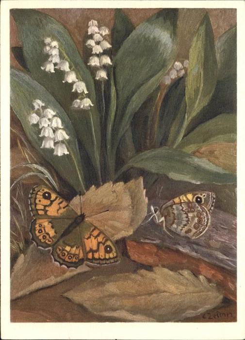 Schmetterlinge Mauerfuchs Satyre