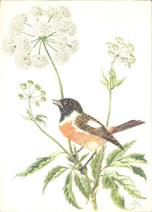 Voegel Schwarzkehlchen