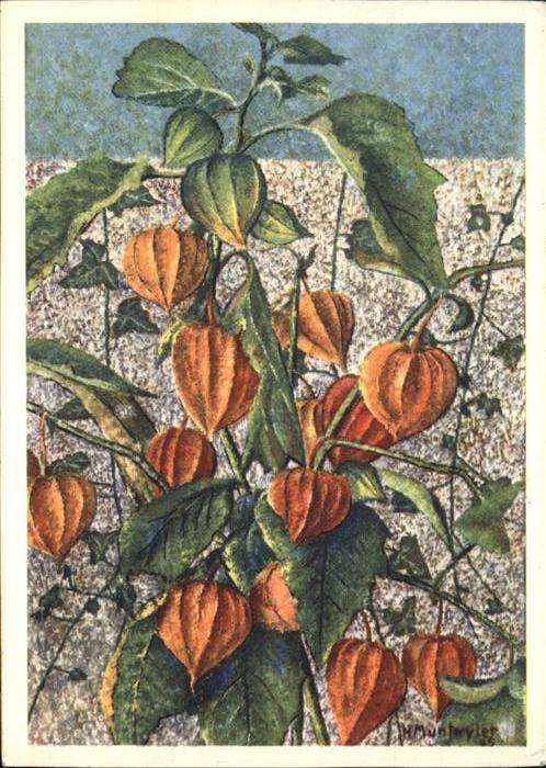 Kuenstlerkarte H. Muntwyler Physalis
