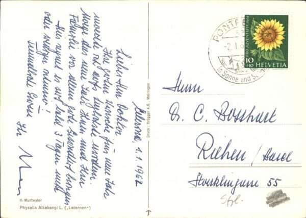 Kuenstlerkarte H. Muntwyler Physalis – Bild 2