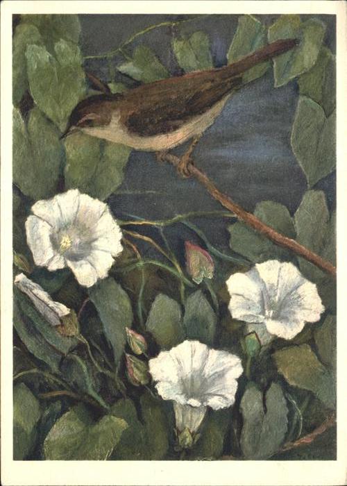 Blumen Teichrohrsänger Vogel