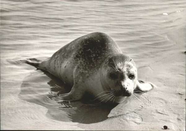 Seehunde Robben Nordseebad Langeoog