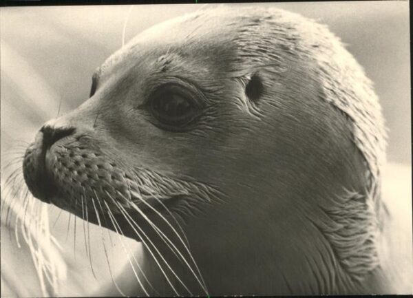 Seehunde Robben Insel Amrum