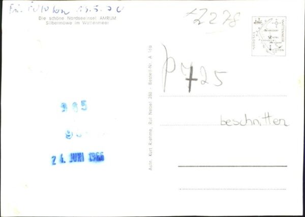 Voegel Möwe Amrum – Bild 2