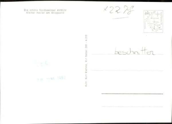Seehunde Robben Heuter Amrum – Bild 2
