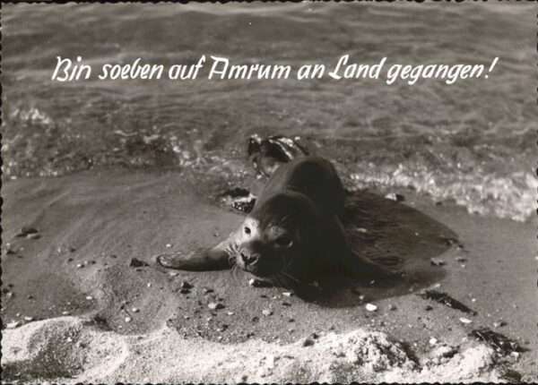Seehunde Robben Amrum