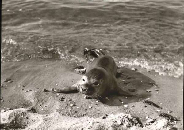 Seehunde Robben Amrum