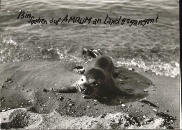 Seehunde Robben Amrum