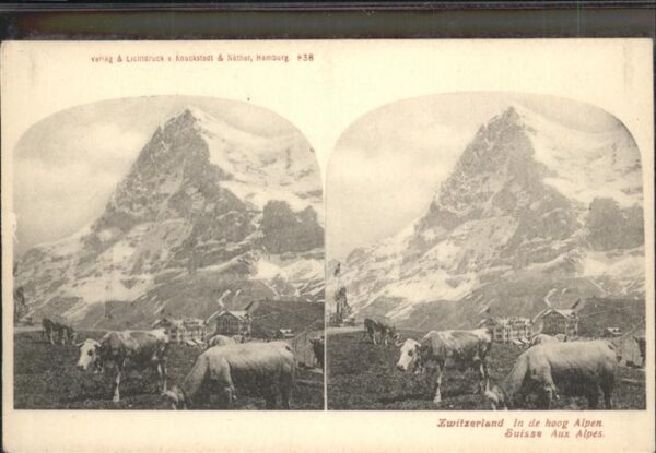 Kuehe Berge Schweiz