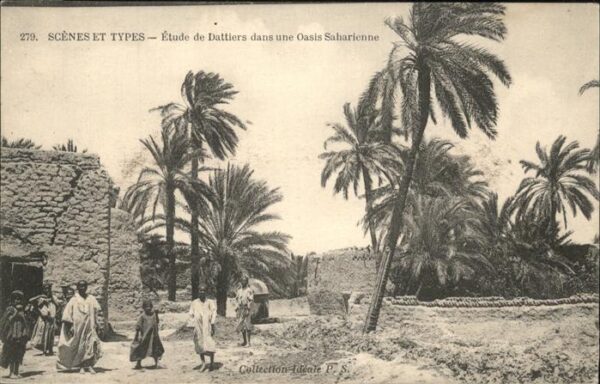 Typen Dattiers Oasis Saharienne