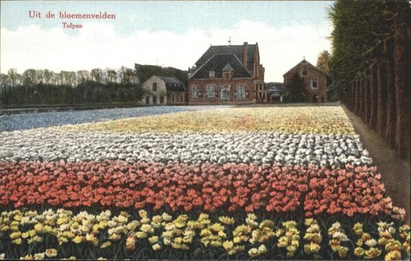 Blumen Tulpenfeld