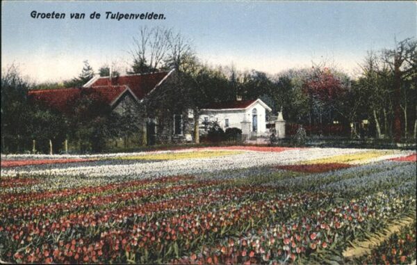 Blumen Tulpenfeld Groeten