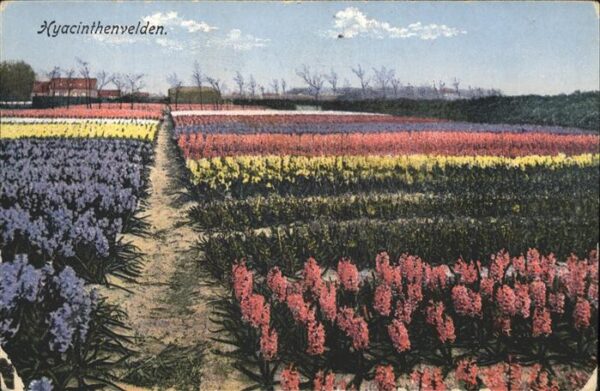 Blumen Xyacinthenvelden Niederlande