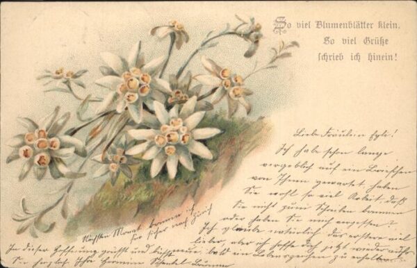 Edelweiss Zürich Stäfa