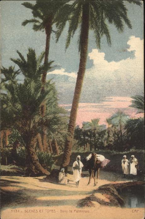 Kamel  Camel Chameau Typen Palmen